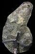 Amethyst Crystal Cluster On Metal Stand - Uruguay #63126-2